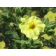 Pensashanhikki ‘Double Punch Gold’ (Dasiphora fruticosa ‘Minjau03’ Double Punch® Gold)
